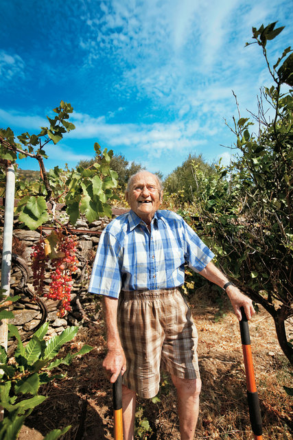 Stamatis Moraitis tending his vineyard and olive grove on Ikaria. Credit Andrea Frazzetta/LUZphoto for The New York Times