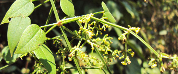 Rubia cordifolia Vinayaraj (Own work) via Wikimedia Commons